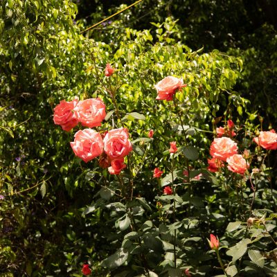 NOA_0180